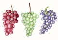 Watercolor set of bunches grapes