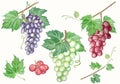 Watercolor set of bunches grapes