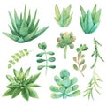 Watercolor set of cacti, succulents, pebbles.