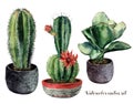 Watercolor set with cactus and flowers in a pot composition. Hand painted cereus and echeveria with red flower isolated