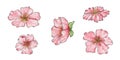 Watercolor set of Chinese cherry blossoms. Hand drawing, clipart. Design for stickers, postcards and posters. Spring