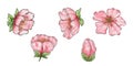 Watercolor set of Chinese cherry blossoms. Hand drawing, clipart. Design for stickers, postcards and posters. Spring