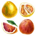 Watercolor set of citrus fruits. Grapefruit. Grapefruit fruit, grapefruit slice, grapefruit leaf. Fruit pomelo. The fruit is