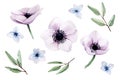 Watercolor set, collection with pink anemones flowers, eucalyptus leaves and blue hydrangea flowers isolated on white background. Royalty Free Stock Photo