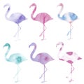 Watercolor set with colored flamingos, blue, purple, pink bird