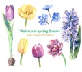 Watercolor set of colorful spring flowers - tulips, hyacinth and liverleaf.