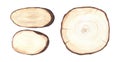 Watercolor set cross section of oak grove tree showing growth rings.Textured wood hand-drawn illustration isolated on Royalty Free Stock Photo