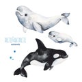 Watercolor set with cute beluga and orca whale