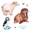 Watercolor set with cute polar bear,puffin and walrus