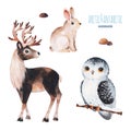 Watercolor set with cute reindeer,snowy owl and rabbit Royalty Free Stock Photo