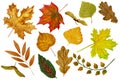 Watercolor set of different autumn leaves Royalty Free Stock Photo