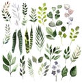 Watercolor set with different leaves. Hand painted elements. Floral illustration isolated on white background. Royalty Free Stock Photo