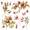 Watercolor set of Dog rose, Briar with red berries and green leaves, isolate on white background.