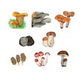 watercolor set of edible mushrooms, realistic drawings of mushrooms for publications