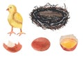 Watercolor set of eggs, shells, chicken and nests. Royalty Free Stock Photo