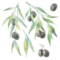 21 watercolor, olives on the branch, isolate on a white background