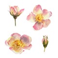 Watercolor set of elements, roses hip ,dogrose, botanical illustration. Royalty Free Stock Photo