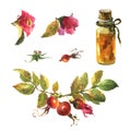 Watercolor set of essential oil rose hip, berries dog rose and bloom briar.