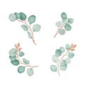 Watercolor set of eucalyptus branch