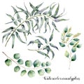 Watercolor set with eucalyptus branch. Hand painted floral illustration with leaves and branches of seeded and silver