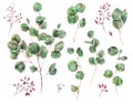 Watercolor Set of Eucalyptus Leaves, Berries, Vintage Watercolor Botanical Collection