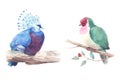 Watercolor set exotic doves sitting on the branch.