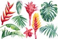 Watercolor set of exotic flowers heliconia and leaves palm. Botanical bright collection of nature isolated background