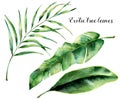 Watercolor set with exotic tree leaves. Hand painted palm branch and leaf of magnolia. Tropic plant isolated on white Royalty Free Stock Photo