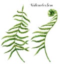 Watercolor set with fern leaves. Hand painted floral illustration with fern branch. Tropic plant isolated on white