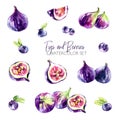 Watercolor borders set with flowers, figs and berries. Original hand drawn illustration in violet shades. Fresh summer Royalty Free Stock Photo