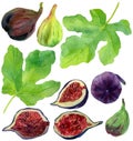 Watercolor set of figs fruit with leaves isolated on white