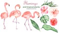 Watercolor set with flamingos and tropical plants Royalty Free Stock Photo