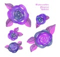 Watercolor set Flower hand-painted isolated bud violet and purple Rose and pink and gray leafs on a white Background