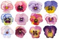 Watercolor set of flowers pansies