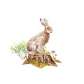 Watercolor set of forest: rabbit on the stump
