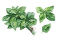 Watercolor set of fresh Basil leaves isolated on white background. Royalty Free Stock Photo