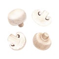 Watercolor set fresh champignon mushrooms. Hand-drawn illustration isolated on white background. Perfect concept for Royalty Free Stock Photo