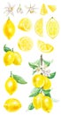 Watercolor set with fresh citrus fruit lemons on a branch with green leaves isolated on white background Royalty Free Stock Photo