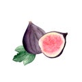 Watercolor set of fresh figs, slices of figs and leaves on a white background. Royalty Free Stock Photo