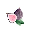 Watercolor set of fresh figs, slices of figs and leaves on a white background. Royalty Free Stock Photo