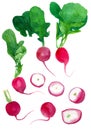 Watercolor set of fresh radish Royalty Free Stock Photo