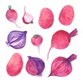 Watercolor set of fresh radish, potato, beet and red-violet onion. Royalty Free Stock Photo