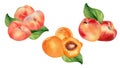 Watercolor set of fresh various peaches and apricot isolated on white. Hand drawn fruits illustration. Whole and sliced Royalty Free Stock Photo