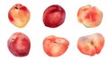 Watercolor set of fresh various peaches isolated on white. Hand drawn illustration ripe fruits nectarine, fig peaches Royalty Free Stock Photo