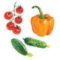 Watercolor paprika, cucumbers, tomatoes