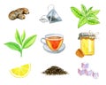 Watercolor set of ginger, teabag, mint, tea leaf, tea cup, bank of honey & honeycomb, lemon, dry tea and refined sugar Royalty Free Stock Photo