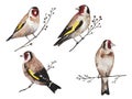 Watercolor set of goldfinches on branches isolated on white background Royalty Free Stock Photo