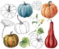 Watercolor set with gourds and leaves. Hand painted linear red, blue, orange and stripe pumpkins isolated on white Royalty Free Stock Photo