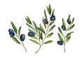 Watercolor set of green and black olives, branches and leaves hand drawn doodle vector illustration.