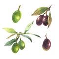 Watercolor set of green and black olives. Hand painted illustration with olive branches and leaves isolated on white Royalty Free Stock Photo